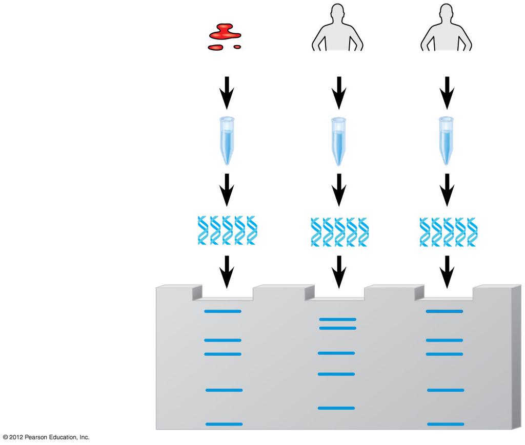 Figure 12.11 1 DNA is isolated.