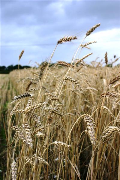 Within-crop diversity: wheat populations POSITIVE Capacity: more phenotypic and genotypic variation Complementation: different genotypes complement each other