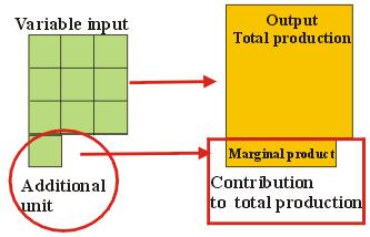 The decline in the marginal product of the variable input is followed by a decrease in the average product and lastly by a decrease in te total product.