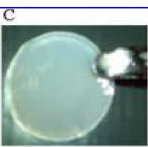 Scaffold-free in vitro cartilage TE! " Method: rotational culture of rabbit chondrocytes with no cytokines! " Results!