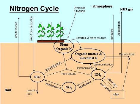 Cycling, Transport Dynamics and N loadings from watersheds Nitrate high mobility Ammonium low mobility,
