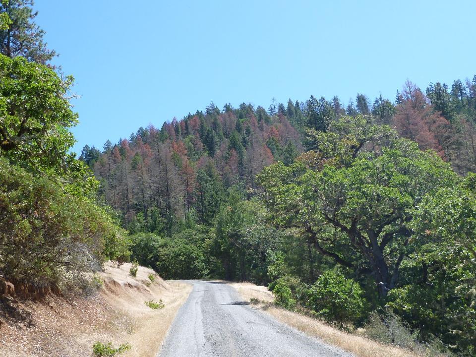 Long-term viability of Douglas-fir in marginal climate zones?
