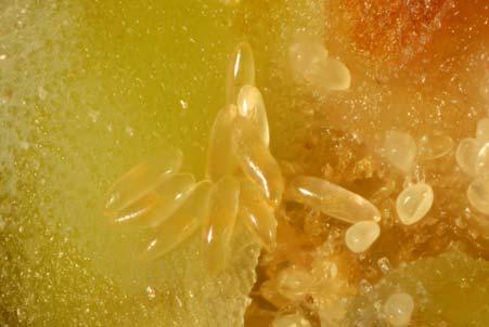 Adult Contarinia oregonensis on Douglas-fir conelet (W. Strong) EGG: Whitish, translucent and cylindrical (about 0.3 mm x 0.