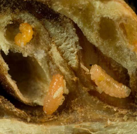 LARVA: First instar larvae are about 0.3 mm long and colourless. Later instars are larger and, when mature (third instar), are orange and about 3 mm long with a distinct spatula near the head end.