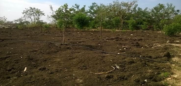 85 Ha area green belt is developed by planting 142939 plants. Conacarpous Trees (Dubai plants) species are being planted in consultation with the Forest department for achieving better survival rate.