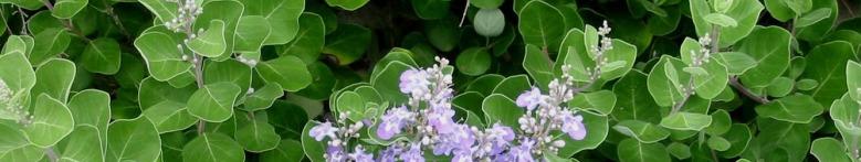 Carolinas Beach Vitex Task Force Archived Announcements JANUARY JUNE 2005 January 14 At the end of December, the Pawleys Island Coastal Observer featured an article on beach vitex entitled