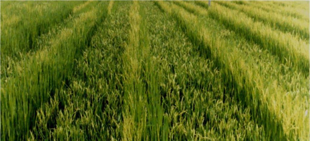 1. Make full use of untapped potential of currently available technologies Grain yield, kg/ha 9000 8000 7000 6000 5000 4000 3000 2000 1000 0
