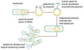 Genetic Engineering in Other Organisms Scientists can also insert genes into animals EXAMPLE: Cows human genes can be inserted into the cells of cows and the cows then produce the human protein in