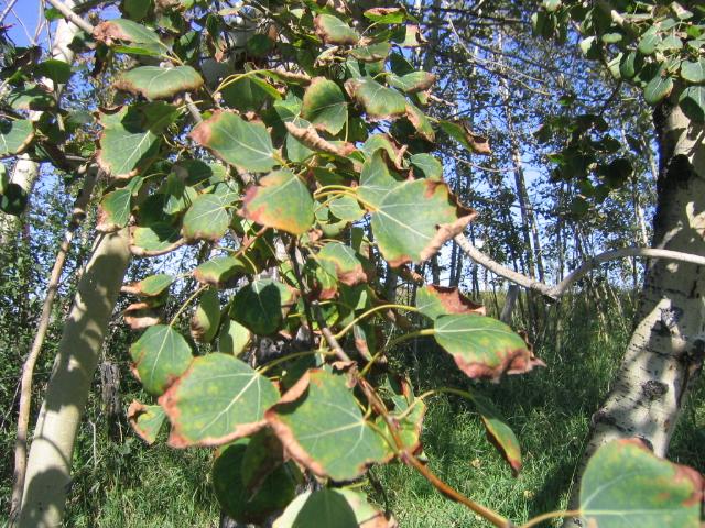 other horticultural species Dead and Stressed Aspen atertech