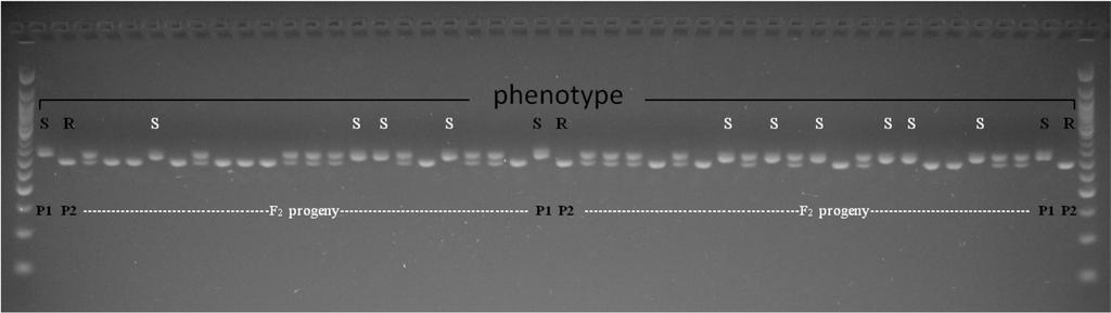Analysis of Pinto 114, PI 310762, and F 2 progeny of the cross between two parents with beanssr_1170 SSR marker in close