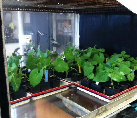 plants incubating after