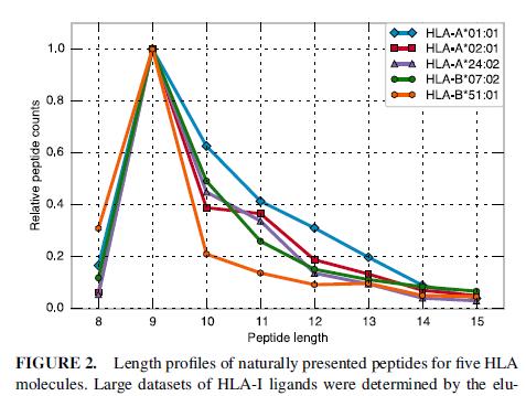 Natural length distribution in epitope prediction Alleles