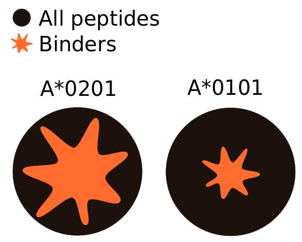 Different peptide-binding repertoires The size of the