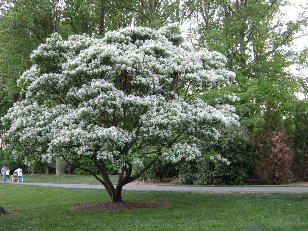 White fringe tree Chionanthus virginicus 3 sites in OH with EAB Oleaceae 2 species native to SE U.S. 150 spp.