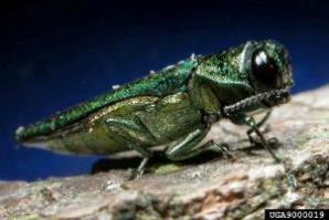 Emerald Ash Borer (EAB) First detected in