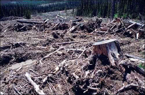 Forestry: Deforestation Removing
