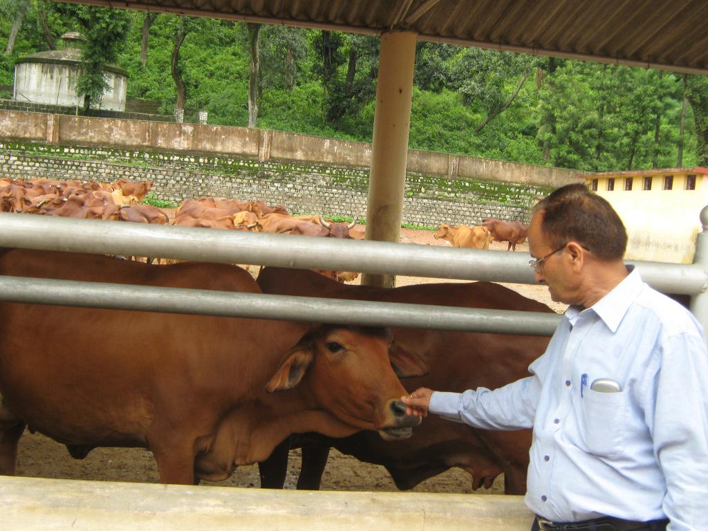 Strengthening, Modernization and Expansion of Animal Breeding Farm, Kalsi under Rashtriya Krishi Vikas Yojana Title of the Project: Strengthening, Modernization and Expansion of Animal Breeding Farm,