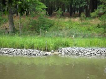 Habitat Enhancing Erosion Control Nonstructural measures (living shorelines) must be