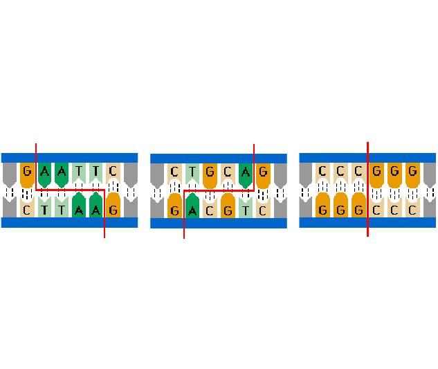 Animation: Restriction Enzymes
