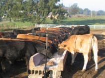 Low-stress Cattle Handling Acclimation of new cattle 2-3 training session/day initially http://www.creatingconnections.