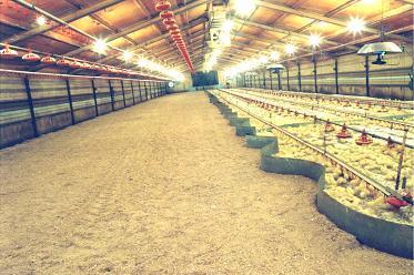 D. Poultry Equipment 1. Brooders- using infrared heat lamps to keep young chicks at optimal temperature. i. Chicks are typically brooded on the floor in a ii.