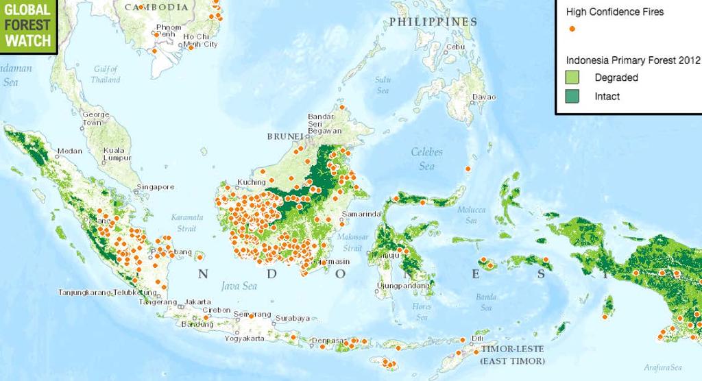 11 Degraded forests are vulnerable to forest fires NASA data from Global Forest Watch shows fire activity