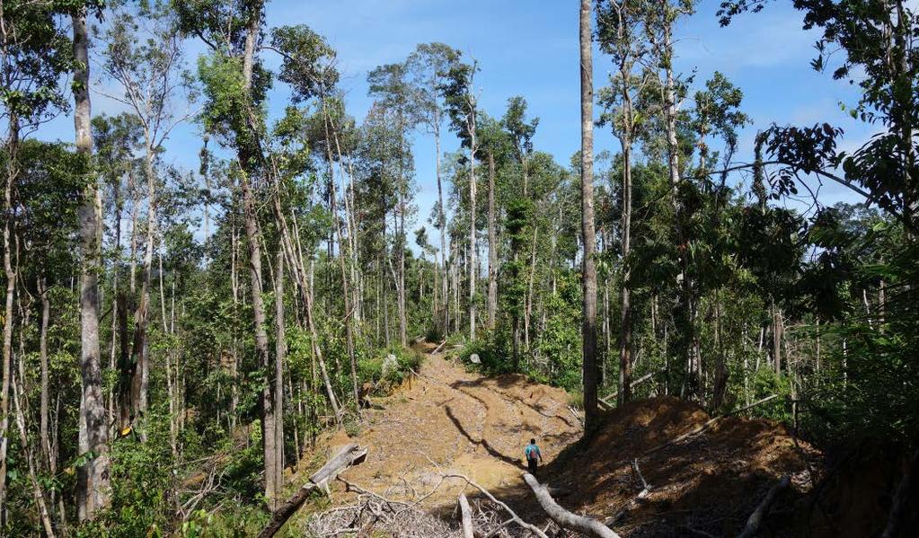 14 Logging concessions can maintain the natural forests as