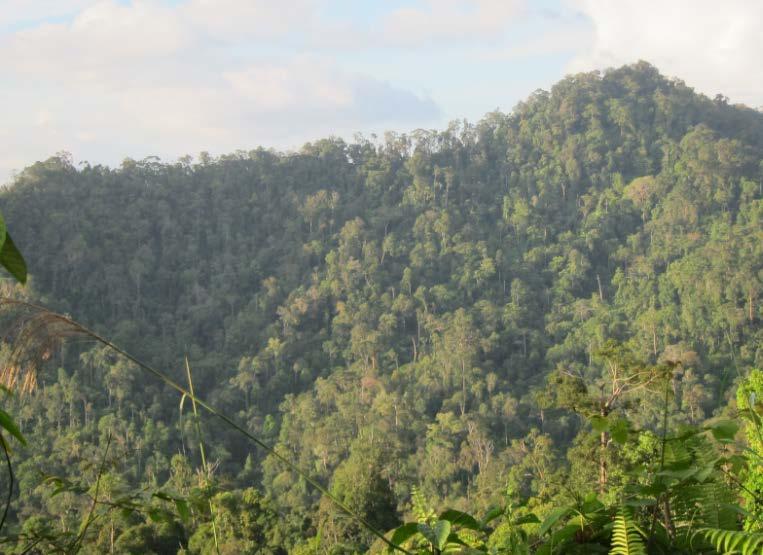 harvesting Zedtee Sarawak 6 years after 2 nd harvesting