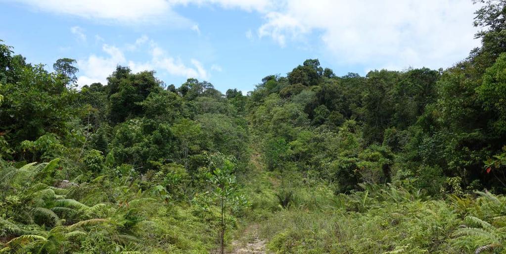Just after 1 st harvesting Upper Baram, Sarawak Many production forests were