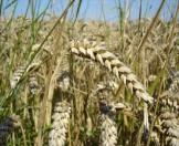 15 Various resources 1G 2G 3G Cereals,