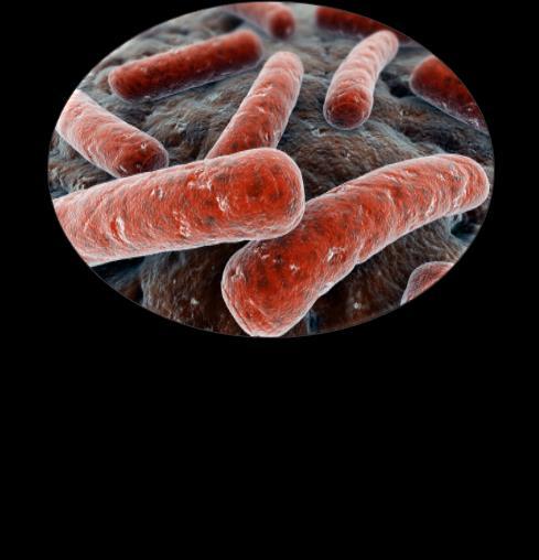 Microbes & Human Health Microbes outnumber somatic cells in the human body Human digestive system Skin and