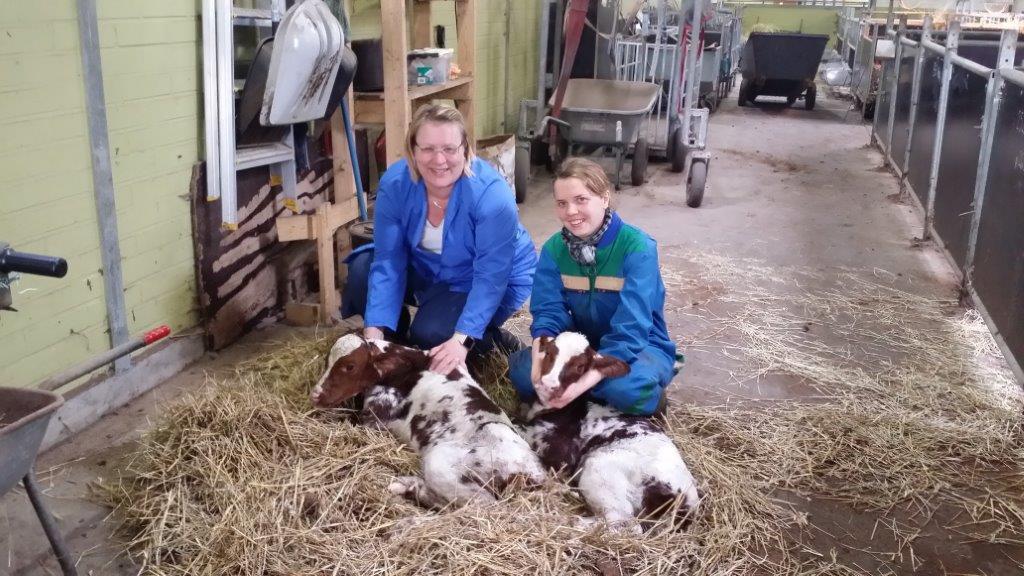 Twin cow experiment two pairs of identical female twins produced by embryo splitting 4 genetically