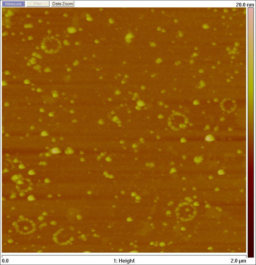 15 2 25 Nanovesicle size (nm)  nanovesicles: