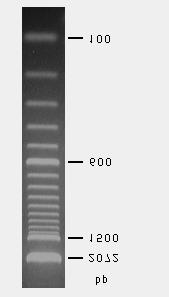 Page 2 of 3 Note: During 2% agarose gel electrophoresis with trisacetate (ph 7.6) as the running buffer, bromophenol blue migrates near the 100-bp fragment.