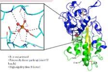 Molecular engineering Molecular evolution technology combining