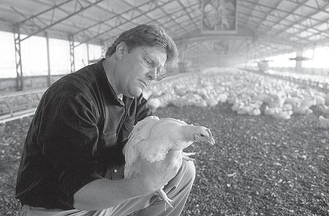 MODULE D Land Application and Nutrient Management Figure 34-18. A soil scientist looks for signs of dermatitis on a chicken raised in a poultry house with alum-treated litter.