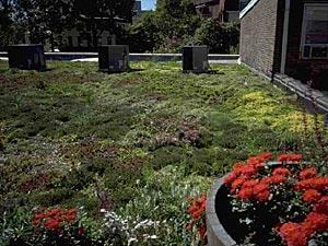 WHAT IS A GREEN ROOF?