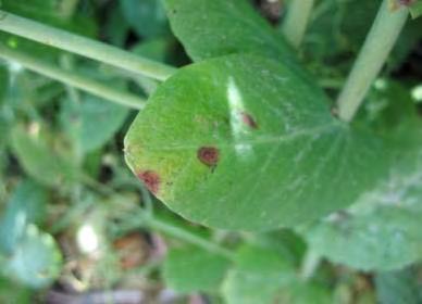 Ascochyta Blight of Field Pea Common