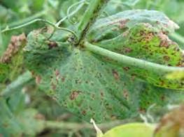 Most serious foliar disease of field pea in Western Canada Found in all commercial pea fields Interferes with