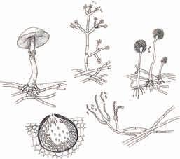 3: Organisms in the soil food web and their functions 31 A B Fig. 3.3. Fungi play many different roles in soil, including decomposition of organic matter and parasitism of plants, insects, nematodes and other fungi.