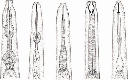 34 Soil Health, Soil Biology, Soilborne Diseases and Sustainable Agriculture Fig. 3.6. Mouthparts and the oesophageal regions of five different nematode feeding groups.