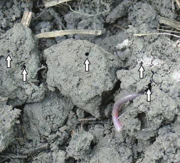38 Soil Health, Soil Biology, Soilborne Diseases and Sustainable Agriculture Fig. 3.10. Earthworms are an important component of the soil macrofauna.