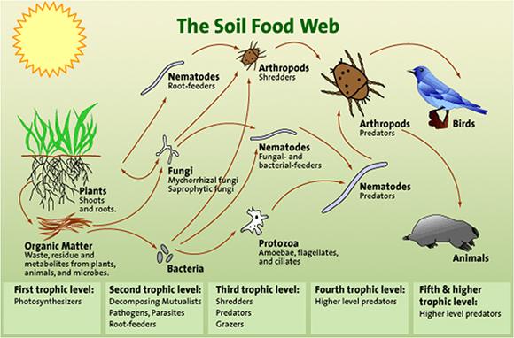 Food Web vs.