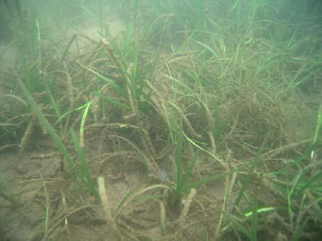 Shallow-Water Bay Grass Use Supports underwater Bay grasses in shallow waters (0.