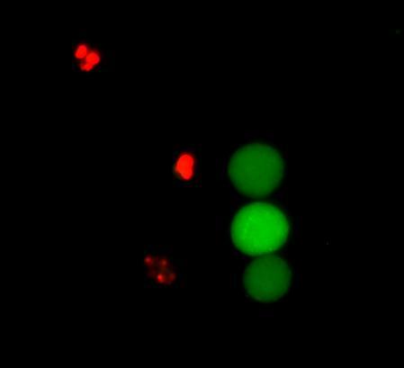 Live cells (with esterase activity) stain green and dead cells (compromised plasma membrane) stain red.