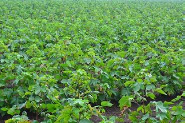 Crop At Boll Maturation Stage - Amreli In Amreli Savar Kundla region one of the main cotton growing areas of Gujarat, this year,