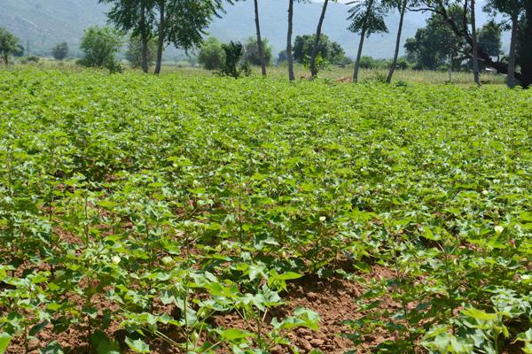 Moreover, many farmers have shifted from cotton to