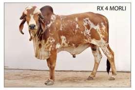 Mother s Lactation yield: 6000 litres Mother s Lactation yield: 5400 litres Soon