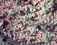 Stale seedbed Soil tilled early Encourages early weed flushes Delay cropping until main flush of weed emergence