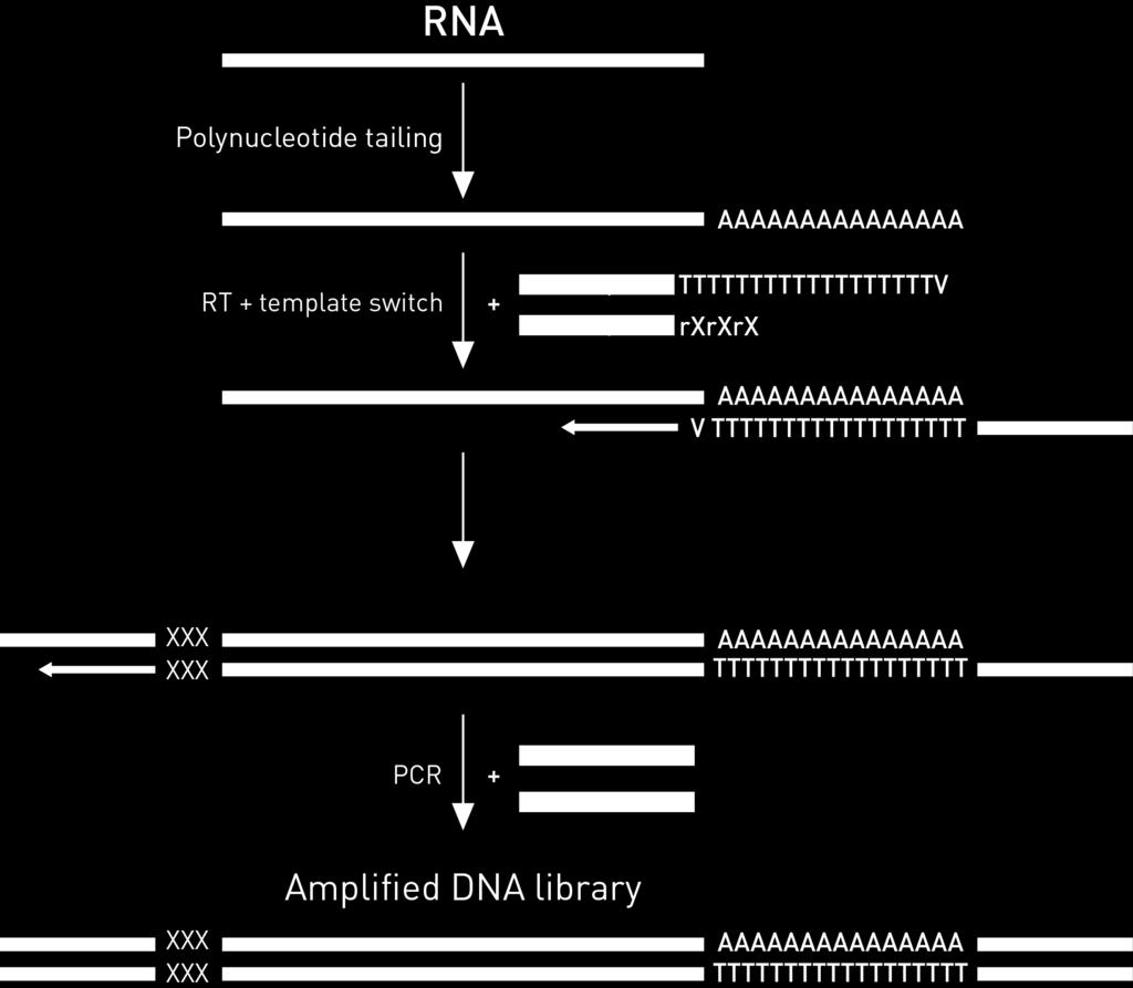 The small RNA fraction was extracted from the total RNA with the mirneasy kit (Qiagen) following the manufacturer s instructions.